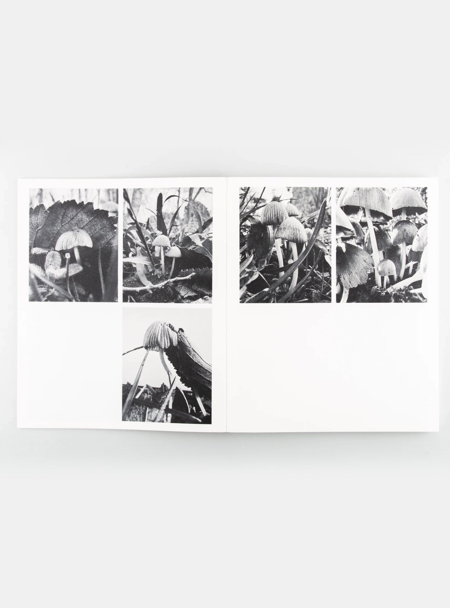 Fruiting Bodies — Ying Ang