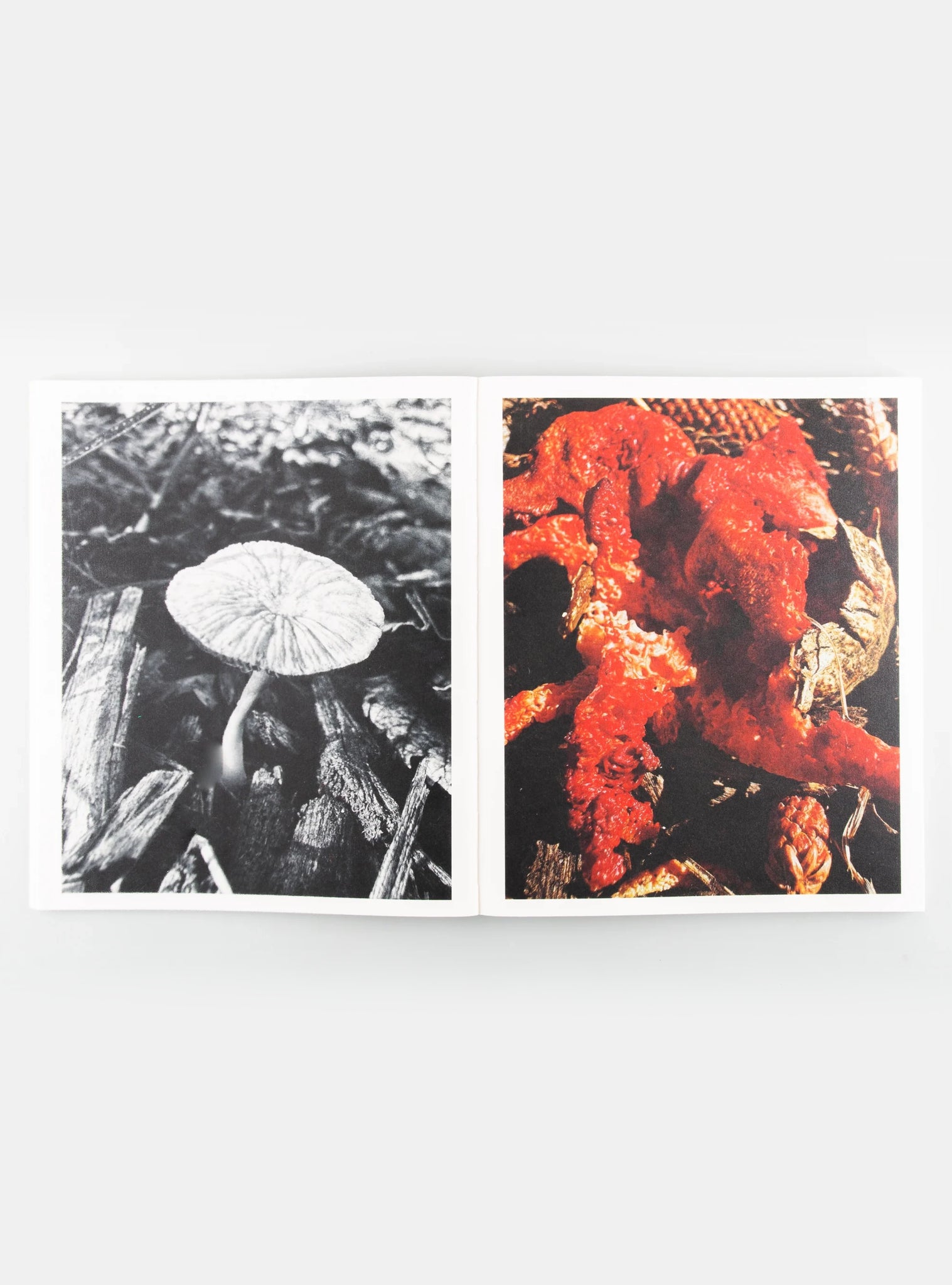 Fruiting Bodies — Ying Ang