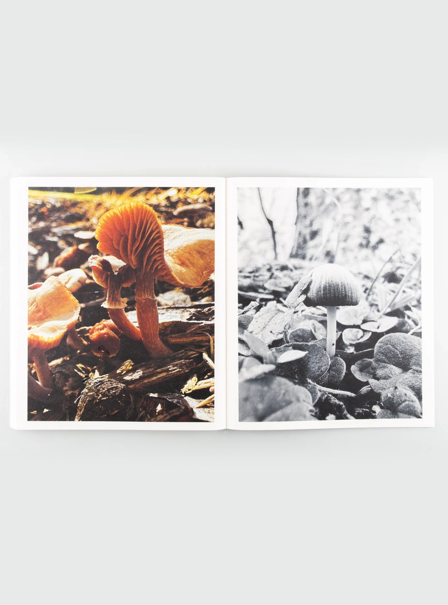 Fruiting Bodies — Ying Ang